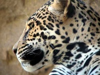 image of jaguar_car