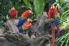 image of animal