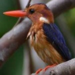 image of bird