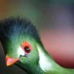 image of bird