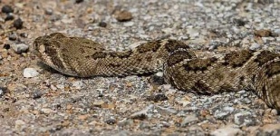 image of diamondback #31