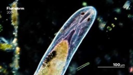image of parasitic_flatworms