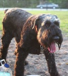 image of giant_schnauzer #8