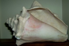 image of conch
