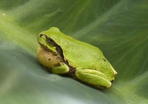 image of tree_frog #29