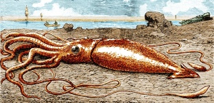 image of animal