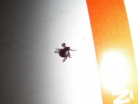 image of tick