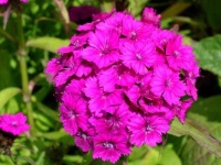 image of flower