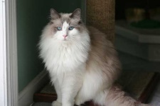 image of animal