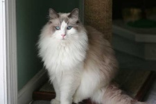 image of ragdoll #28