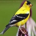 image of bird