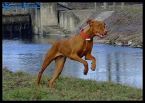 image of vizsla