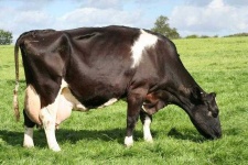 image of animal