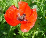 image of flower