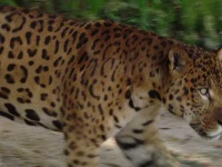 image of jaguar_car