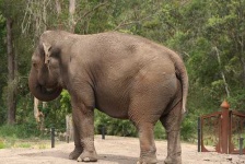 image of indian_elephant