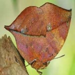 image of animal