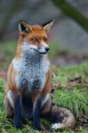 image of animal