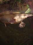 image of platypus
