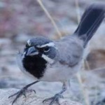 image of black_throated_sparrow #33