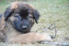 image of animal