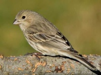 image of finch
