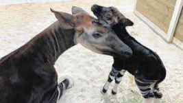 image of animal