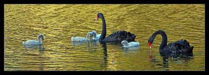 image of black_swan