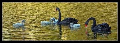 image of black_swan #11