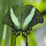 image of banded_butterfly #170