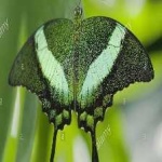 image of animal
