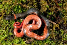 image of ringneck_snake #0