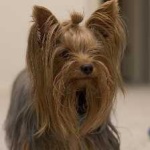 image of animal
