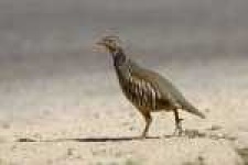 image of partridge