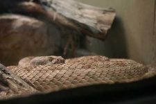 image of diamondback