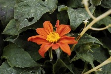 image of flower