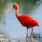 image of bird