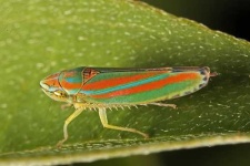 image of leafhopper #11