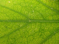 image of texture