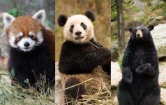 image of animal