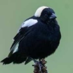 image of bird