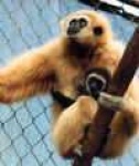 image of gibbon