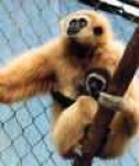 image of gibbon #28