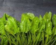 image of spinach #24