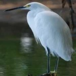 image of bird