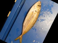 image of fish
