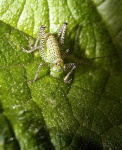 image of cricket