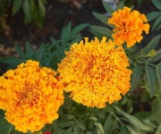 image of flower