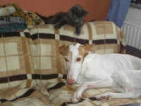 image of ibizan_hound