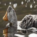 image of bird